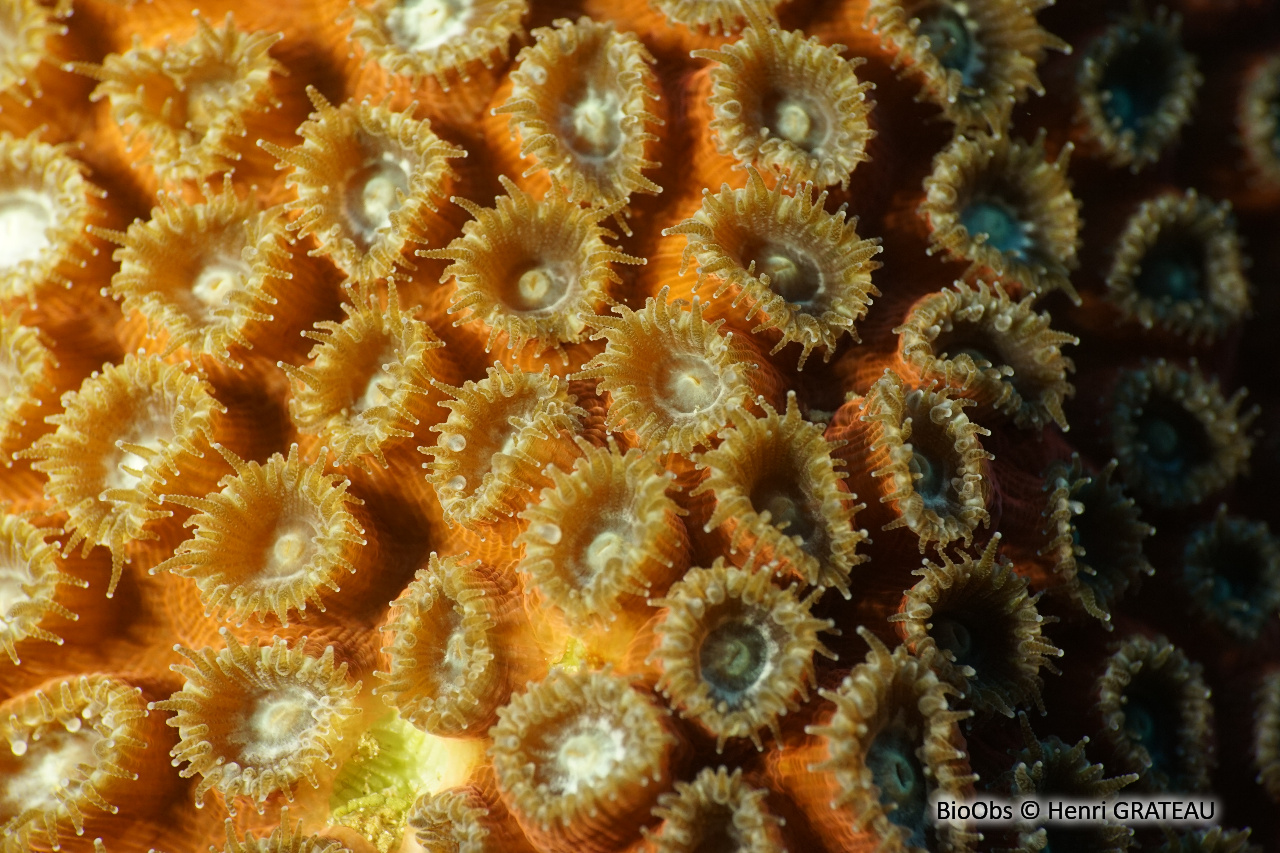 Grand corail étoilé - Montastraea cavernosa - Henri GRATEAU - BioObs