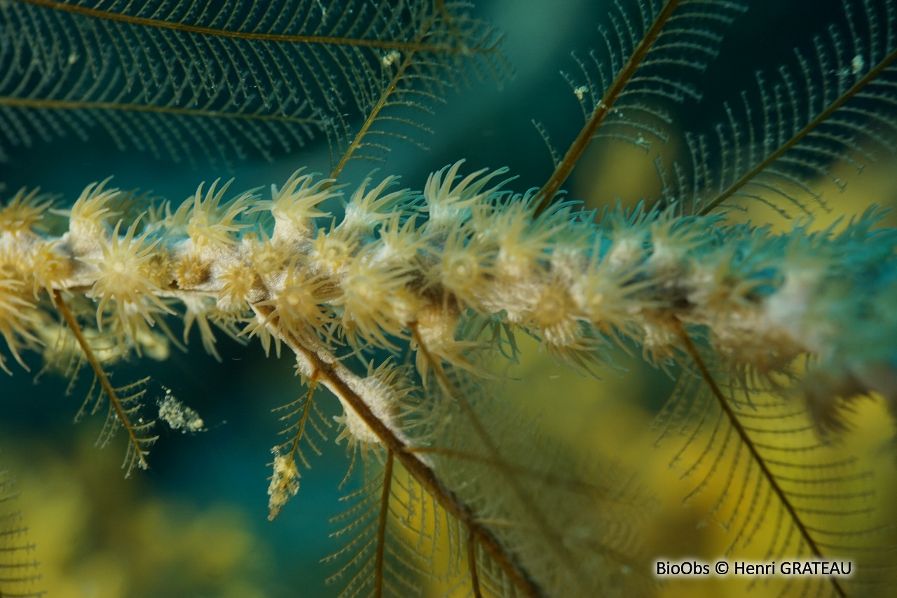 Zoanthaire des hydraires - Hydrozoanthus tunicans - Henri GRATEAU - BioObs