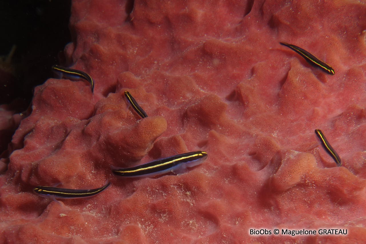 Gobie-néon nez jaune - Elacatinus randalli - Maguelone GRATEAU - BioObs