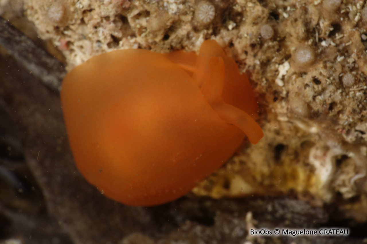 Berthelline orange - Berthellina edwardsi - Maguelone GRATEAU - BioObs