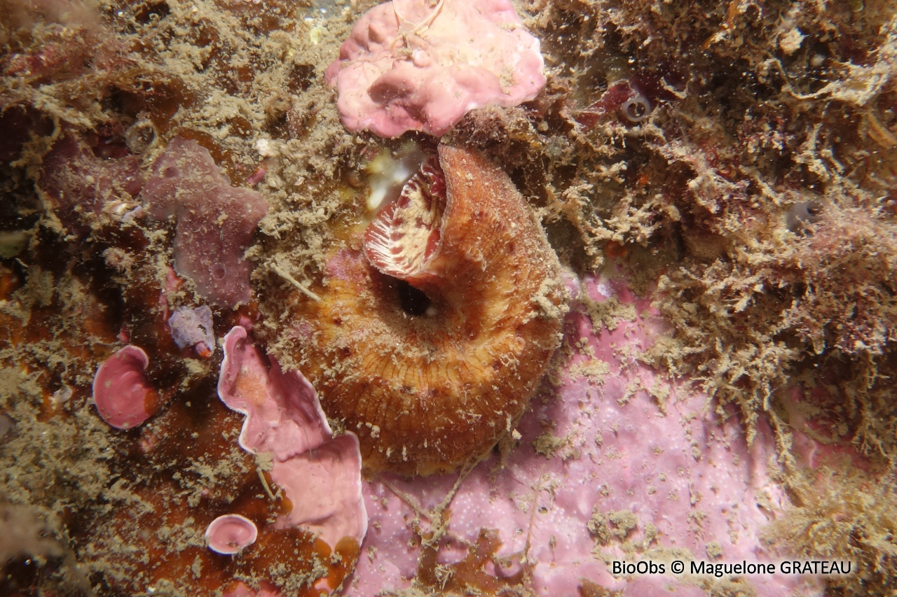 Grand vermet - Thylacodes arenarius - Maguelone GRATEAU - BioObs