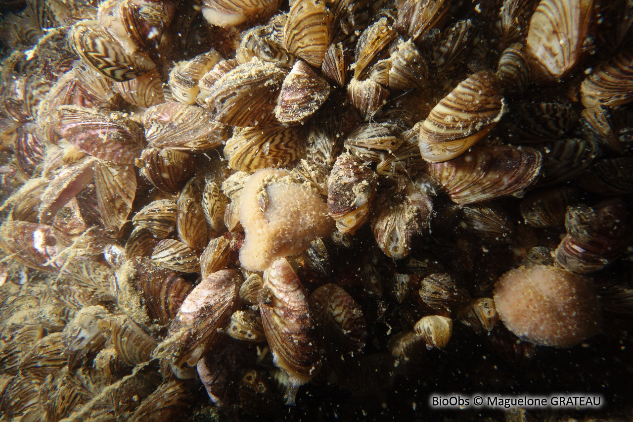 Moule zébrée - Dreissena polymorpha - Maguelone GRATEAU - BioObs
