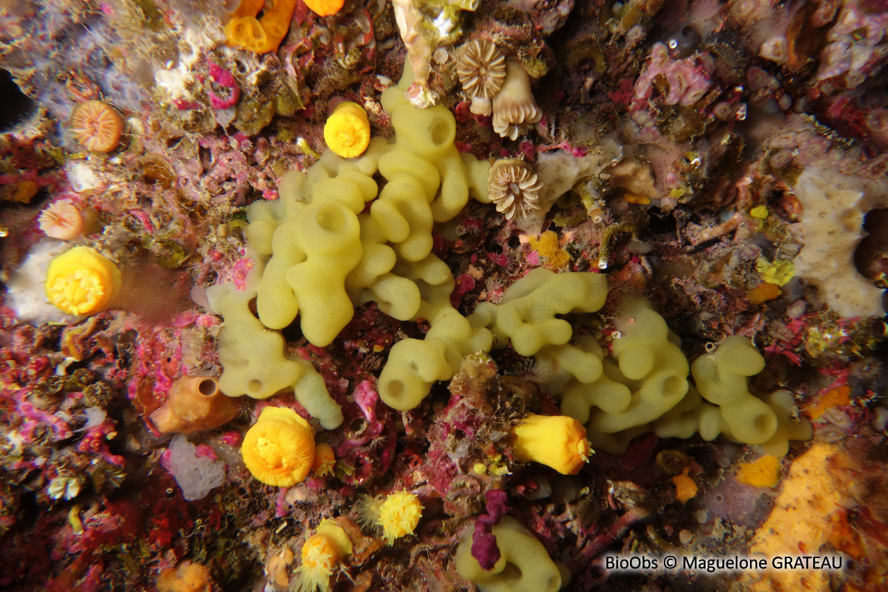 Oscarelle jaune-verdâtre - Oscarella tuberculata - Maguelone GRATEAU - BioObs