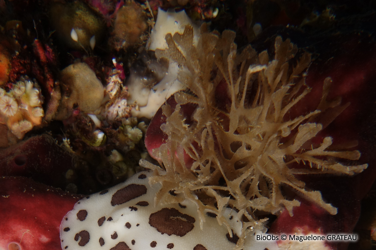 Chartelle délicate de Méditerranée - Chartella tenella - Maguelone GRATEAU - BioObs