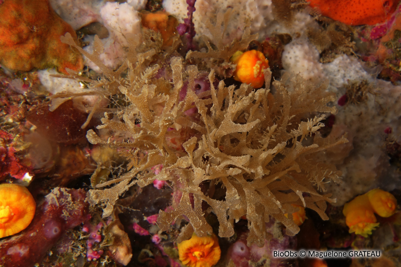 Chartelle délicate de Méditerranée - Chartella tenella - Maguelone GRATEAU - BioObs