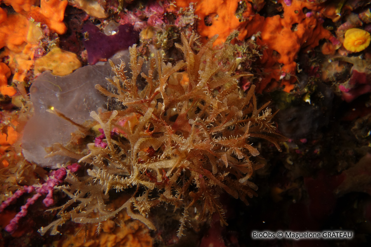 Chartelle délicate de Méditerranée - Chartella tenella - Maguelone GRATEAU - BioObs