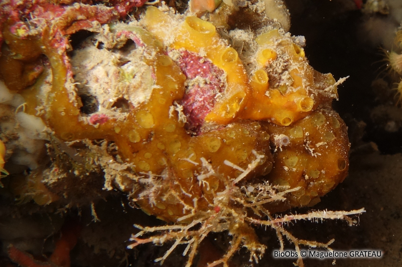 Eponge jaune à cratères - Crella (Grayella) pulvinar - Maguelone GRATEAU - BioObs