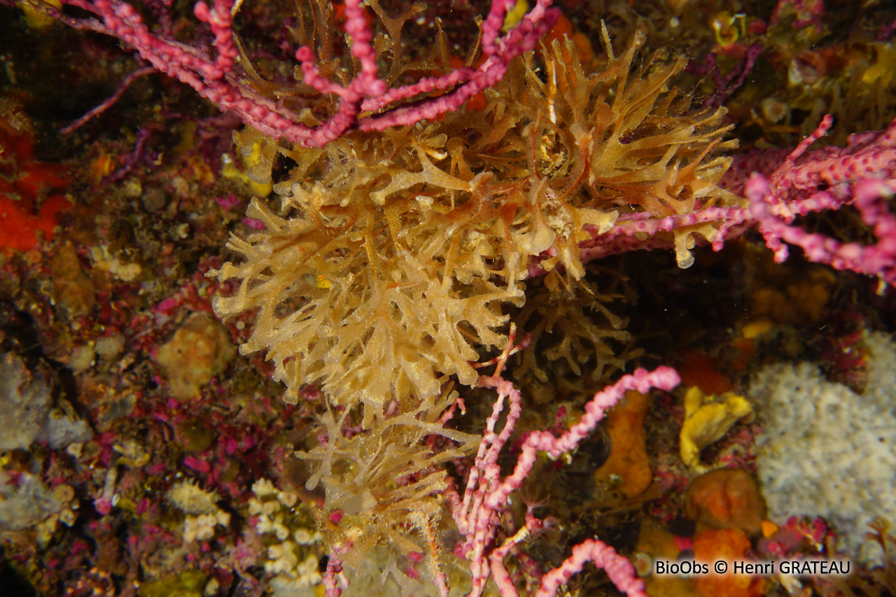 Chartelle délicate de Méditerranée - Chartella tenella - Henri GRATEAU - BioObs