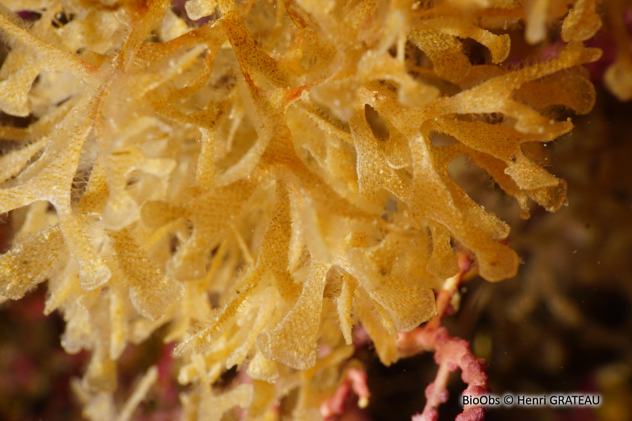 Chartelle délicate de Méditerranée - Chartella tenella - Henri GRATEAU - BioObs