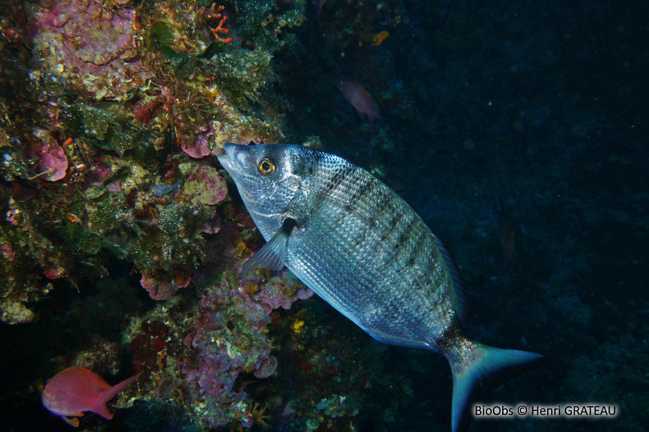 Sar à museau pointu - Diplodus puntazzo - Henri GRATEAU - BioObs