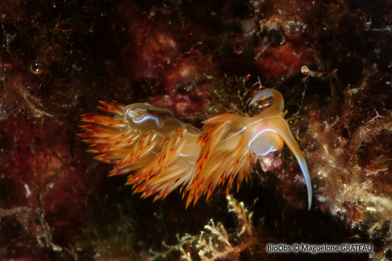 Godive orange - Nemesignis banyulensis - Maguelone GRATEAU - BioObs