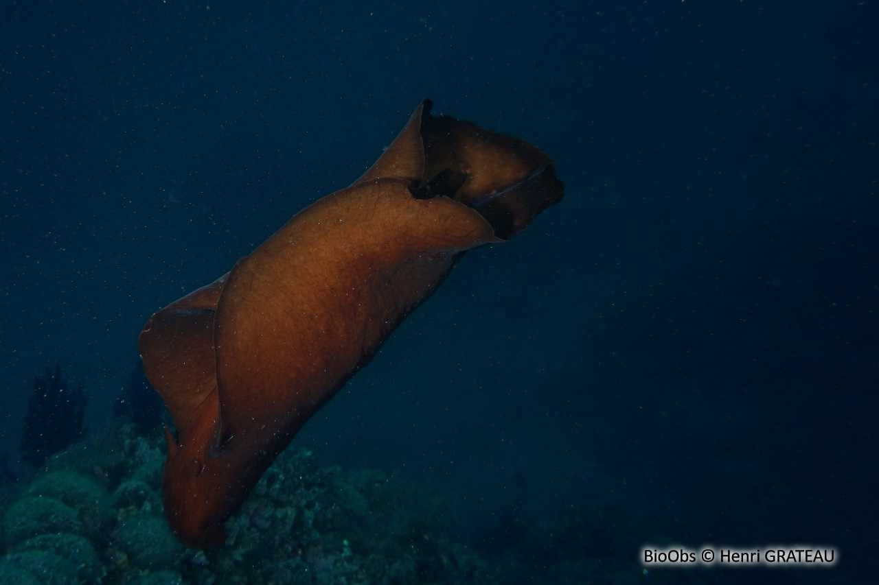 Lièvre de mer, aplysie fasciée - Aplysia fasciata - Henri GRATEAU - BioObs