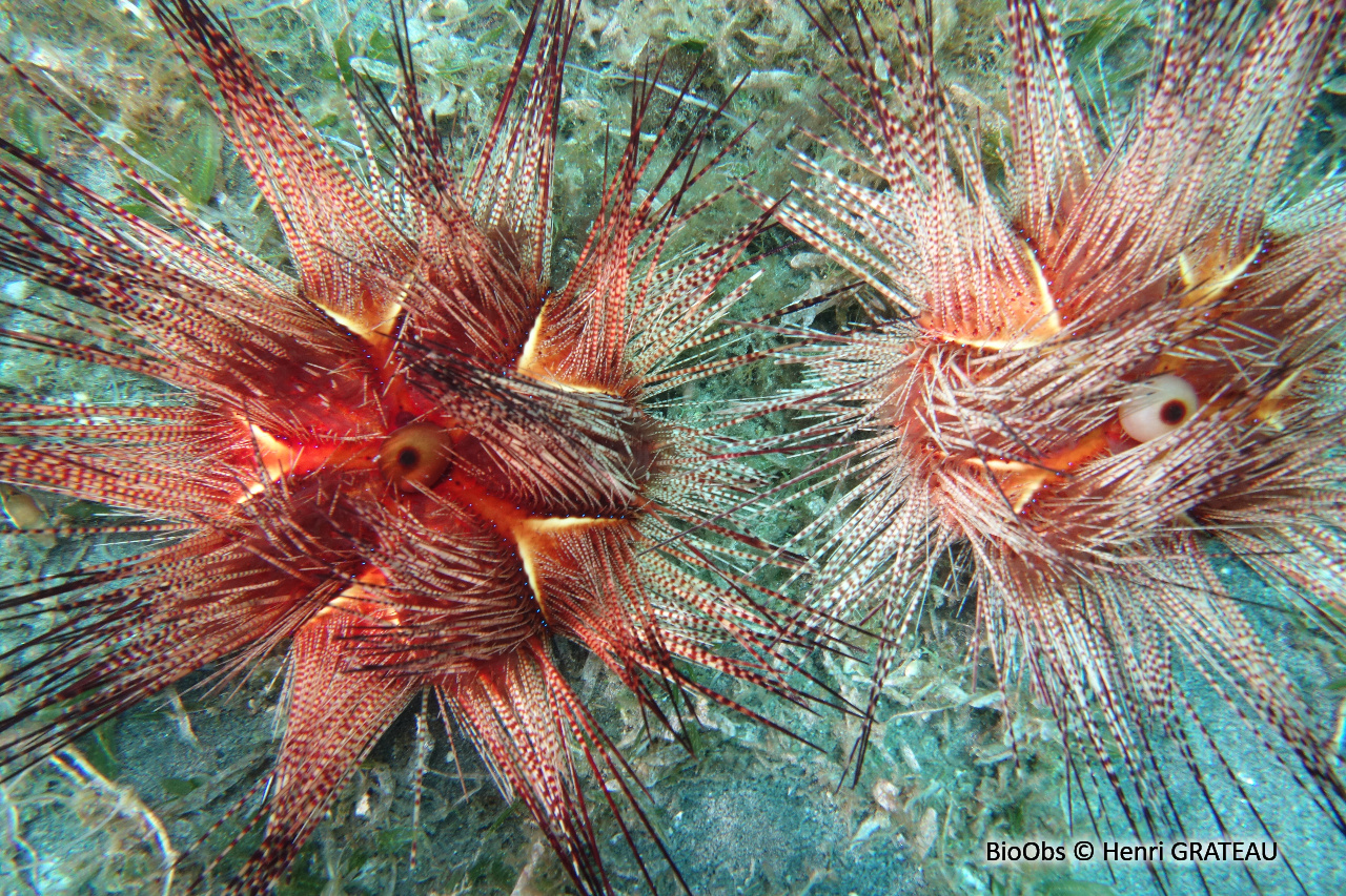 Oursin magnifique - Astropyga magnifica - Henri GRATEAU - BioObs