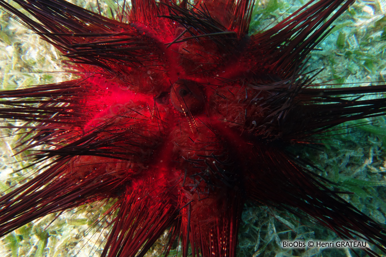 Oursin magnifique - Astropyga magnifica - Henri GRATEAU - BioObs