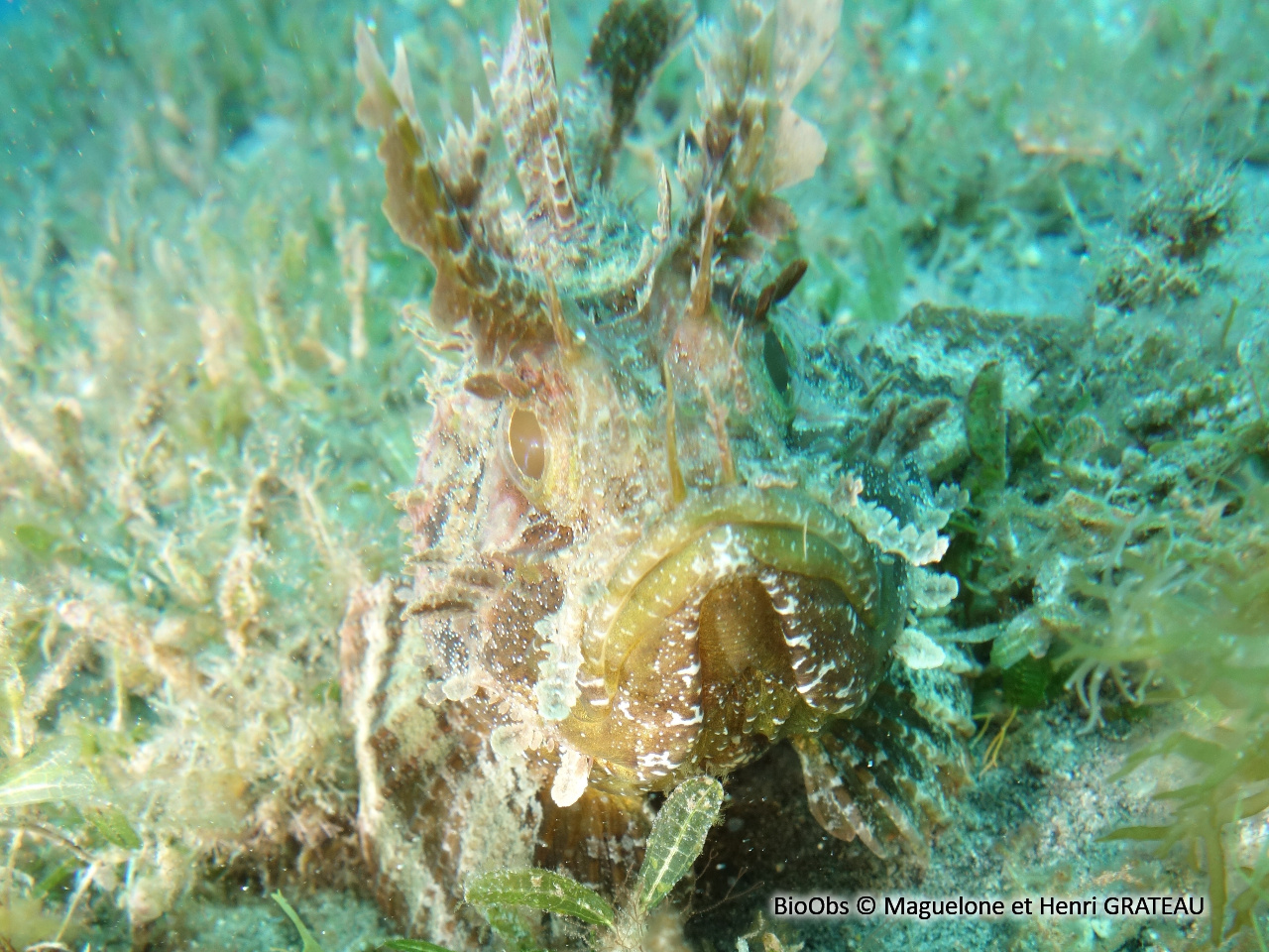 Poisson scorpion à tentacules - Scorpaena grandicornis - Maguelone et Henri GRATEAU - BioObs