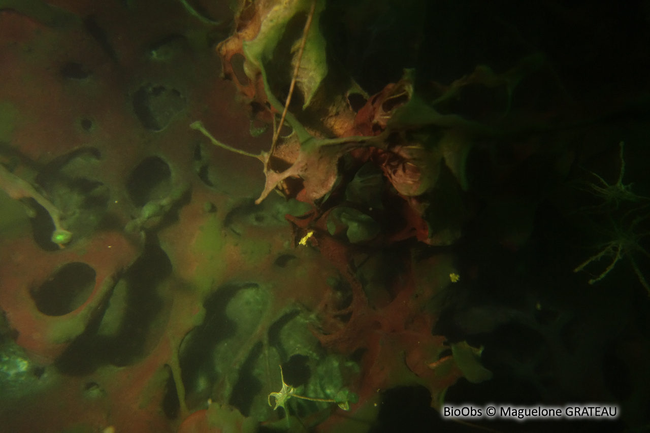 Cyanobactérie de Martens - Lyngbya martensiana - Maguelone GRATEAU - BioObs