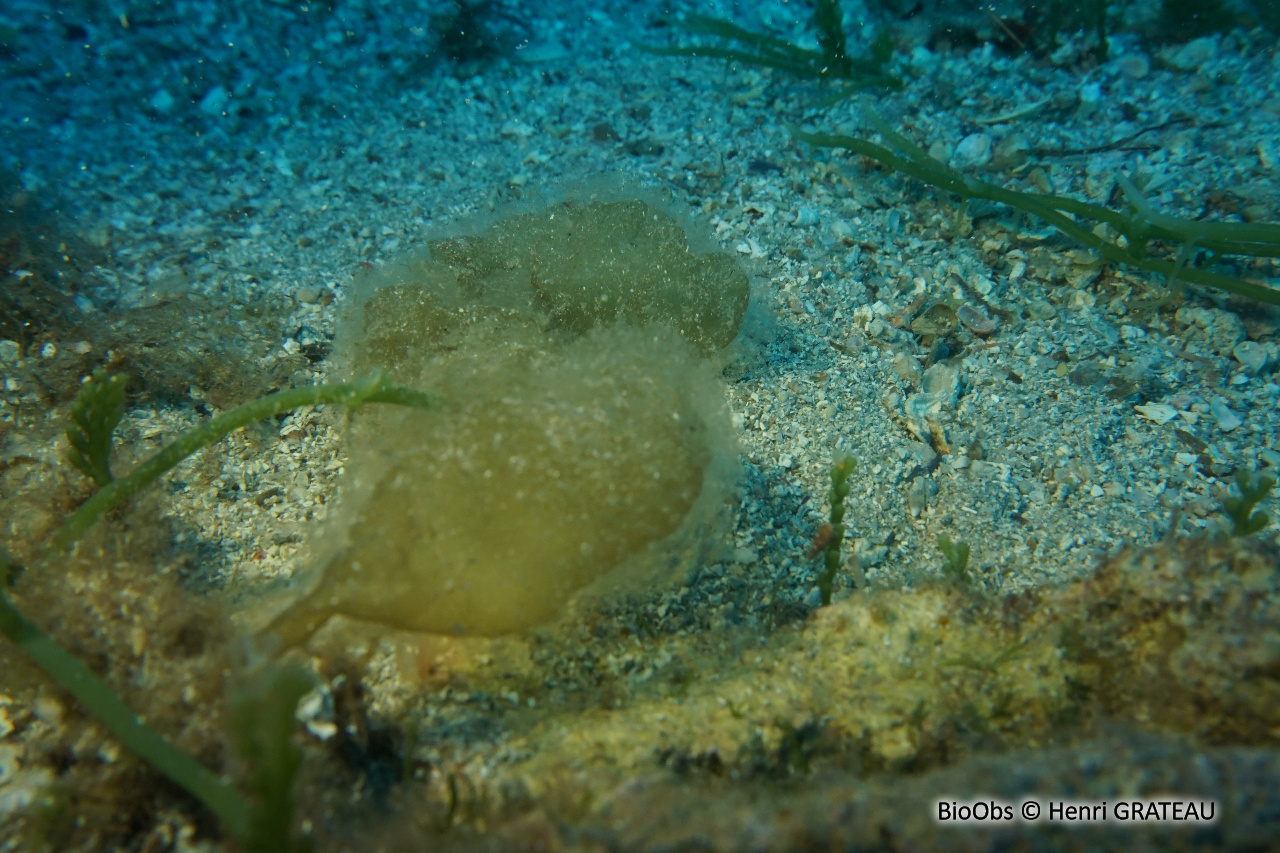 Asperococcus bullosus - Asperococcus bullosus - Henri GRATEAU - BioObs