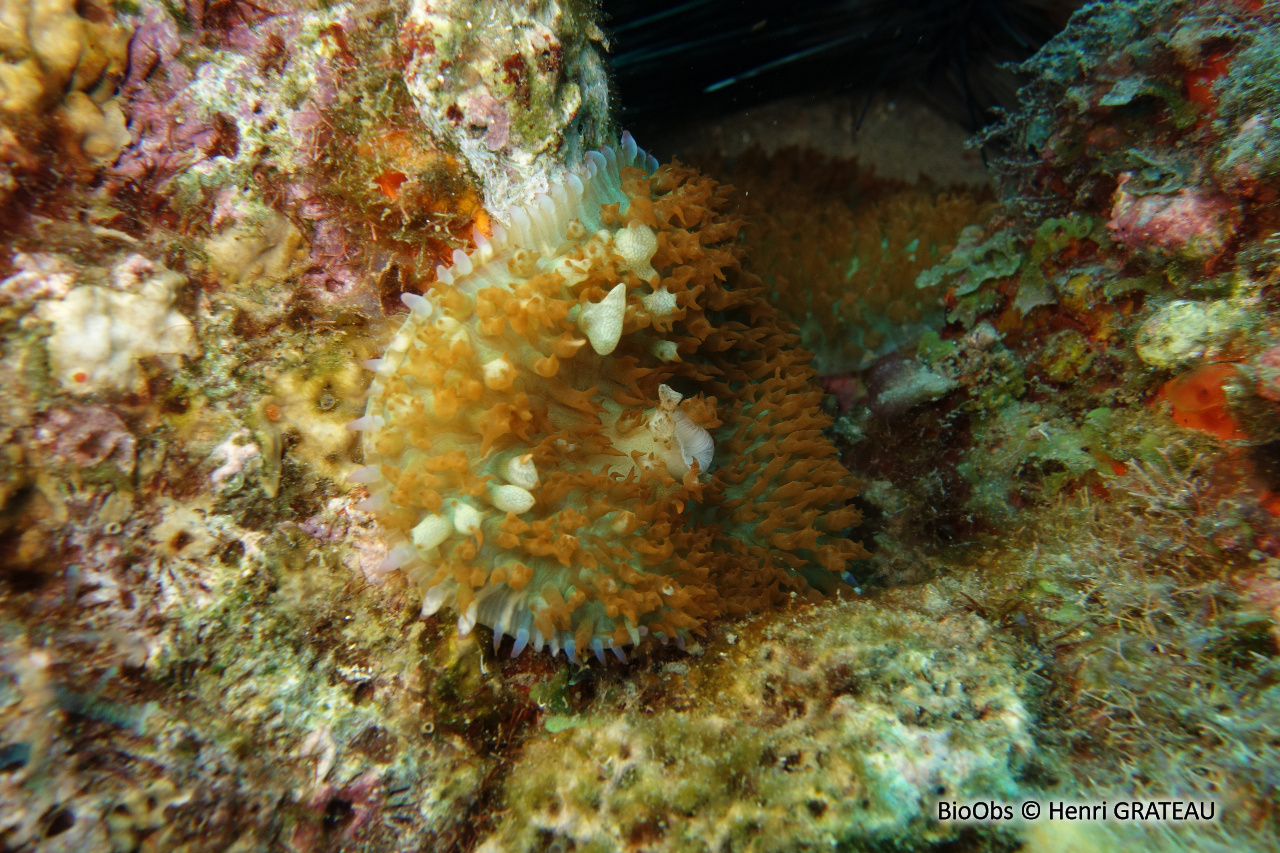 Corallimorphaire verruqueux - Rhodactis osculifera - Henri GRATEAU - BioObs