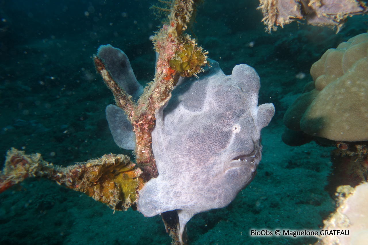 Antennaire géant - Antennarius commerson - Maguelone GRATEAU - BioObs