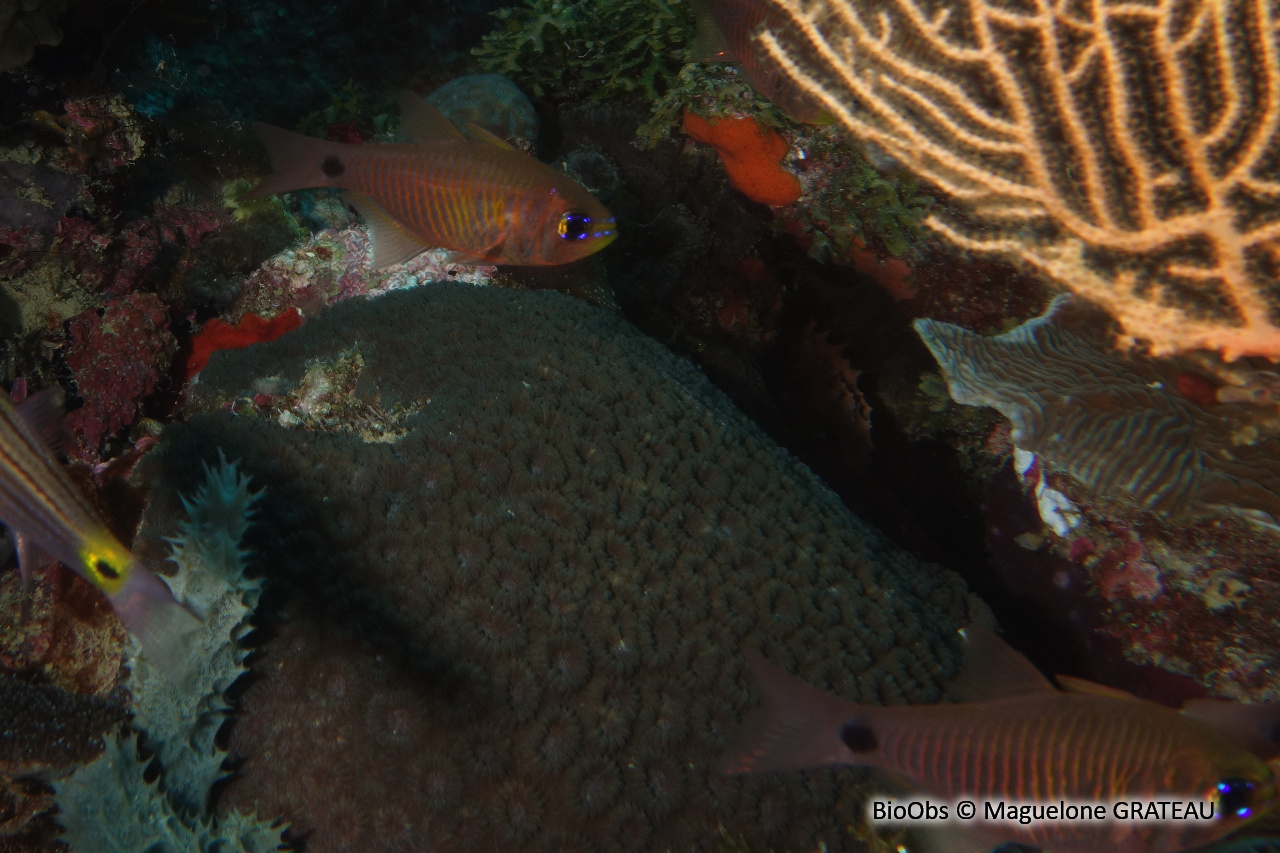 Apogon à stries oranges - Taeniamia fucata - Maguelone GRATEAU - BioObs