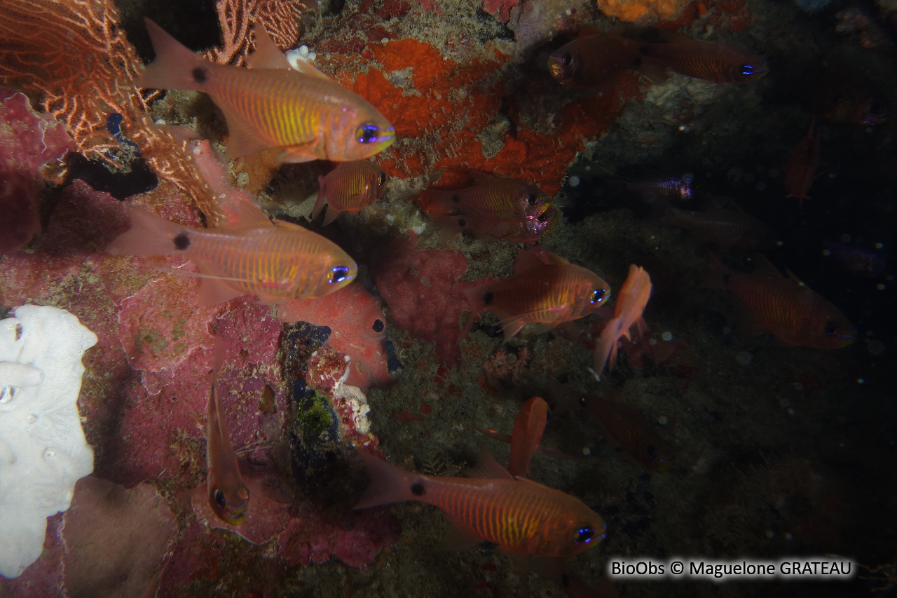 Apogon à stries oranges - Taeniamia fucata - Maguelone GRATEAU - BioObs
