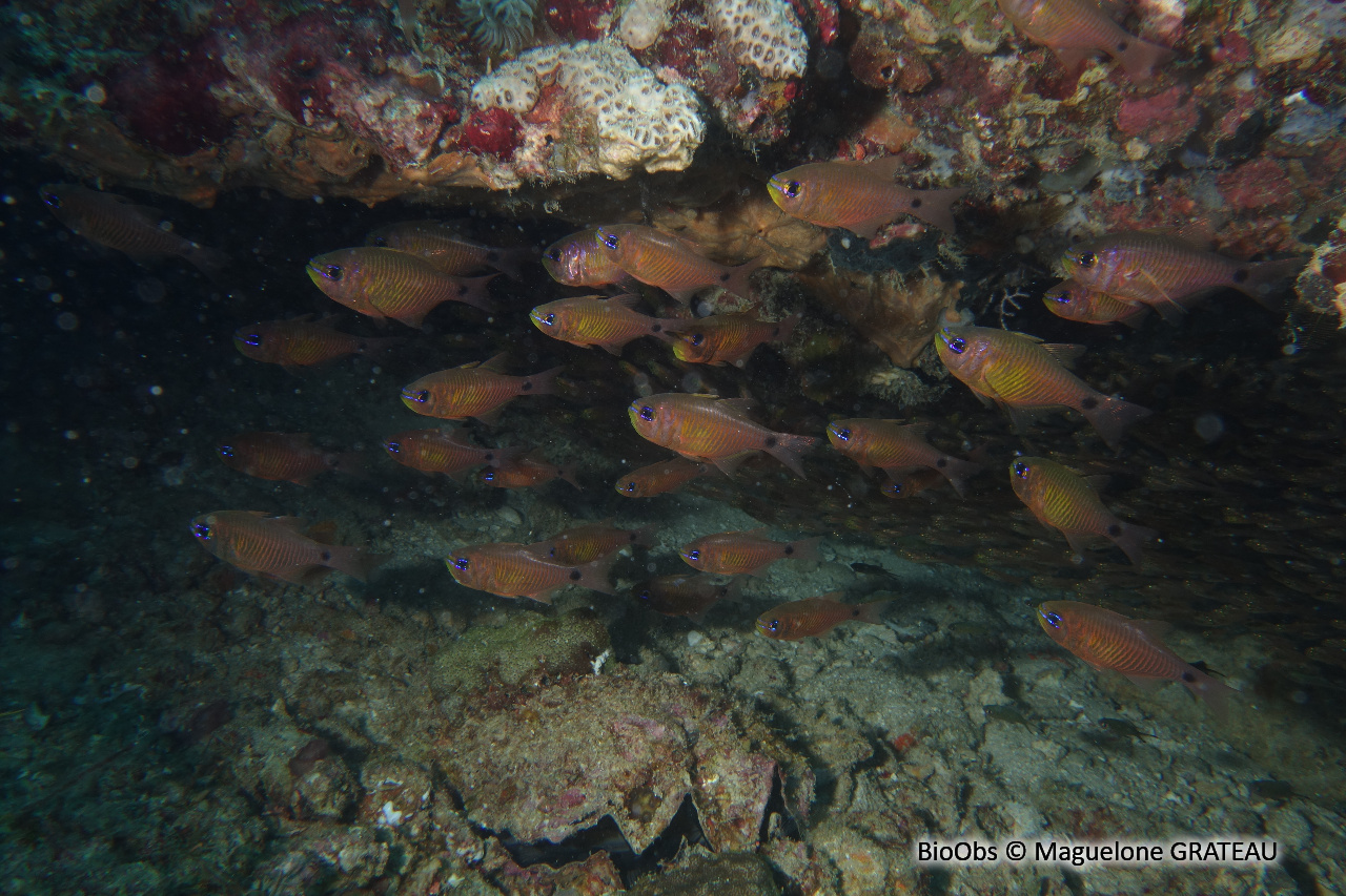 Apogon à stries oranges - Taeniamia fucata - Maguelone GRATEAU - BioObs
