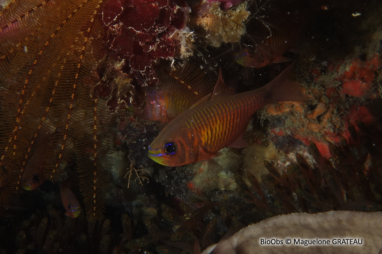 Apogon à stries oranges - Taeniamia fucata - Maguelone GRATEAU - BioObs
