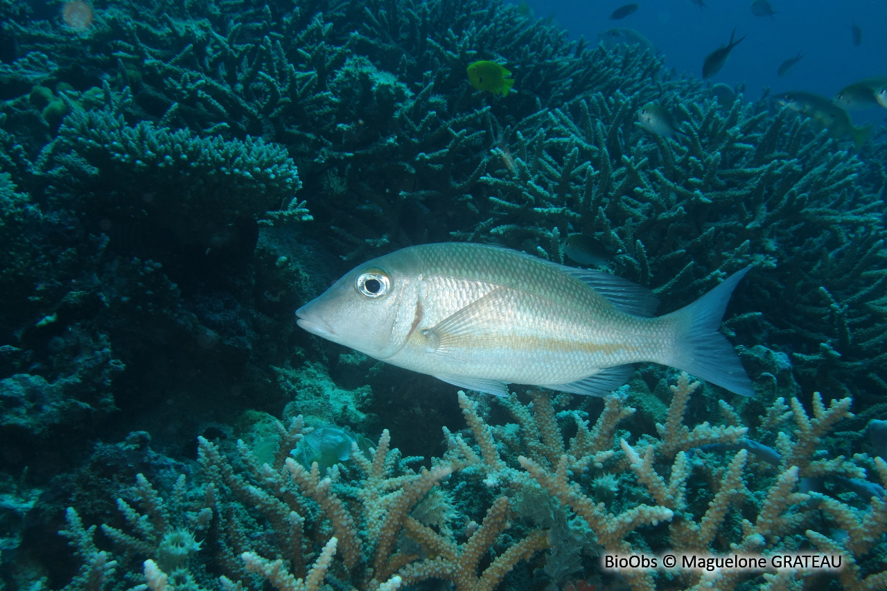 Lethrinus à ligne orange - Lethrinus obsoletus - Maguelone GRATEAU - BioObs