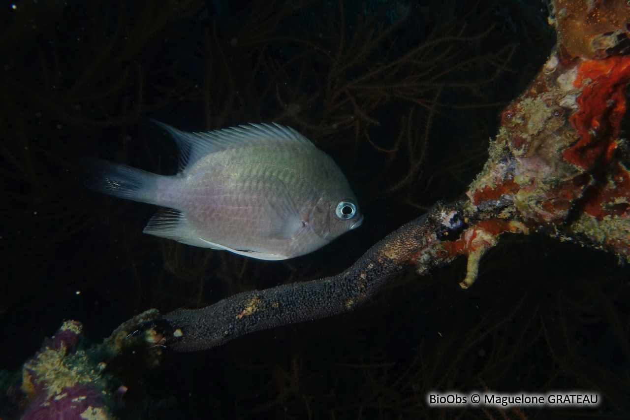 Demoiselle des Maldives - Amblyglyphidodon indicus - Maguelone GRATEAU - BioObs