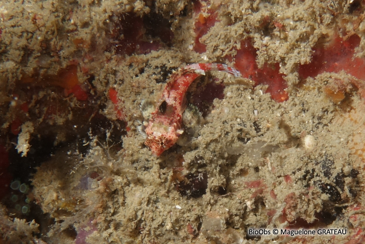 Dragonnet étoilé - Synchiropus stellatus - Maguelone GRATEAU - BioObs