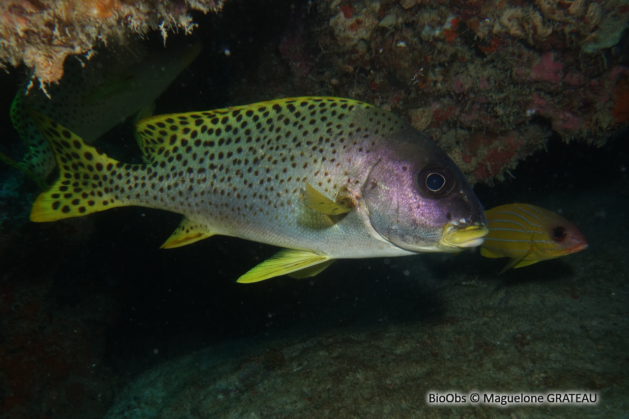 Diagramme moucheté - Plectorhinchus gaterinus - Maguelone GRATEAU - BioObs