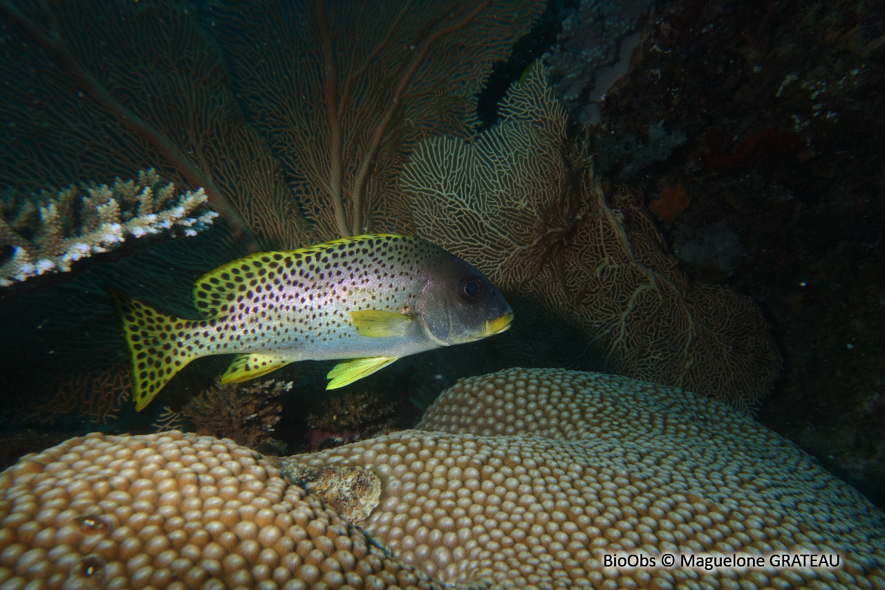Diagramme moucheté - Plectorhinchus gaterinus - Maguelone GRATEAU - BioObs