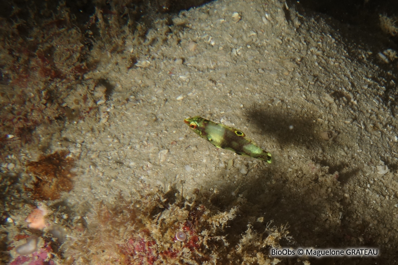 Labre-échiquier - Halichoeres hortulanus - Maguelone GRATEAU - BioObs