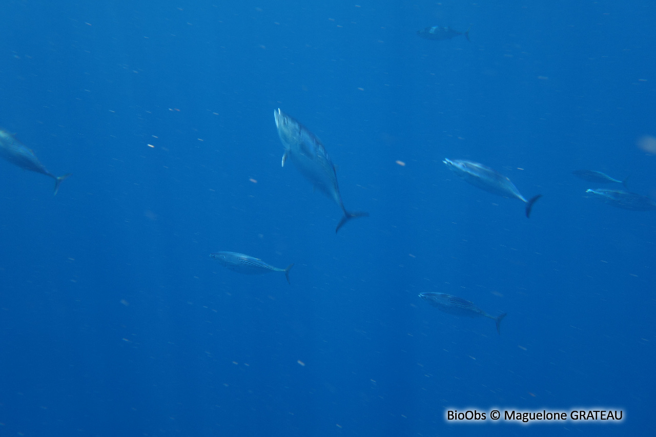 Thonine orientale - Euthynnus affinis - Maguelone GRATEAU - BioObs