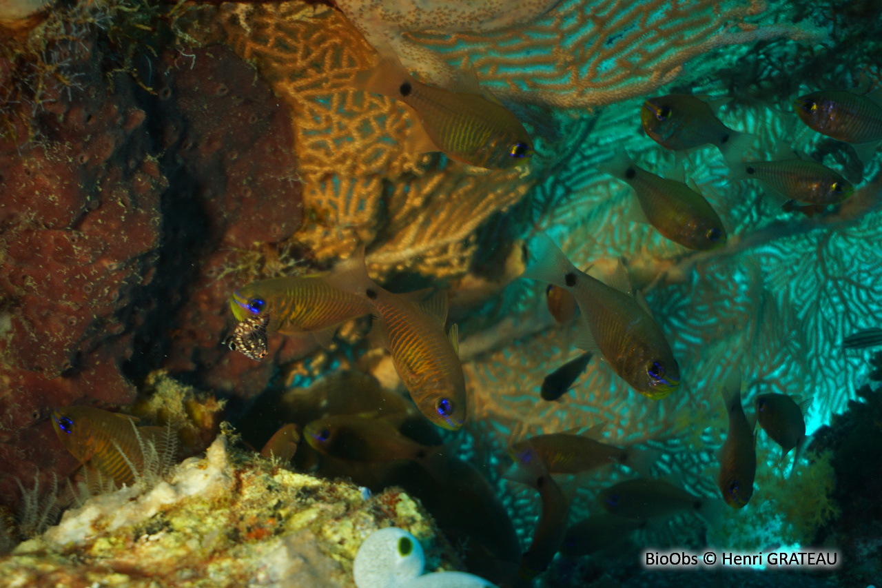 Apogon à stries oranges - Taeniamia fucata - Henri GRATEAU - BioObs