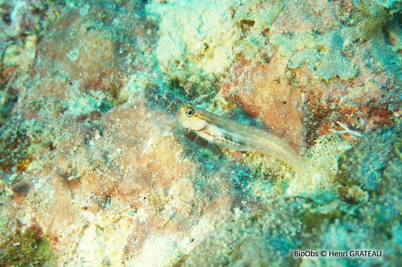 Blennie nanolo - Ecsenius nalolo - Henri GRATEAU - BioObs