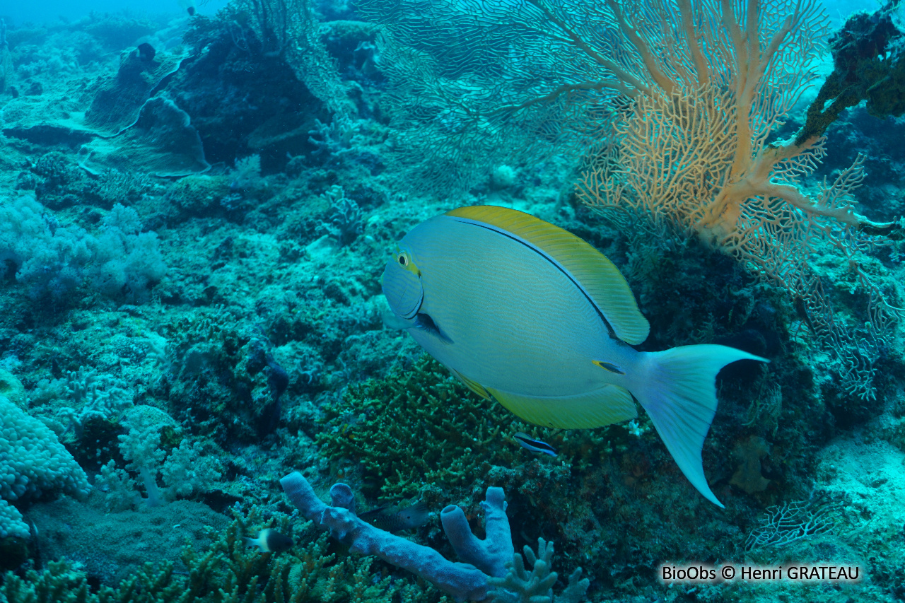 Chirurgien pâle - Acanthurus mata - Henri GRATEAU - BioObs