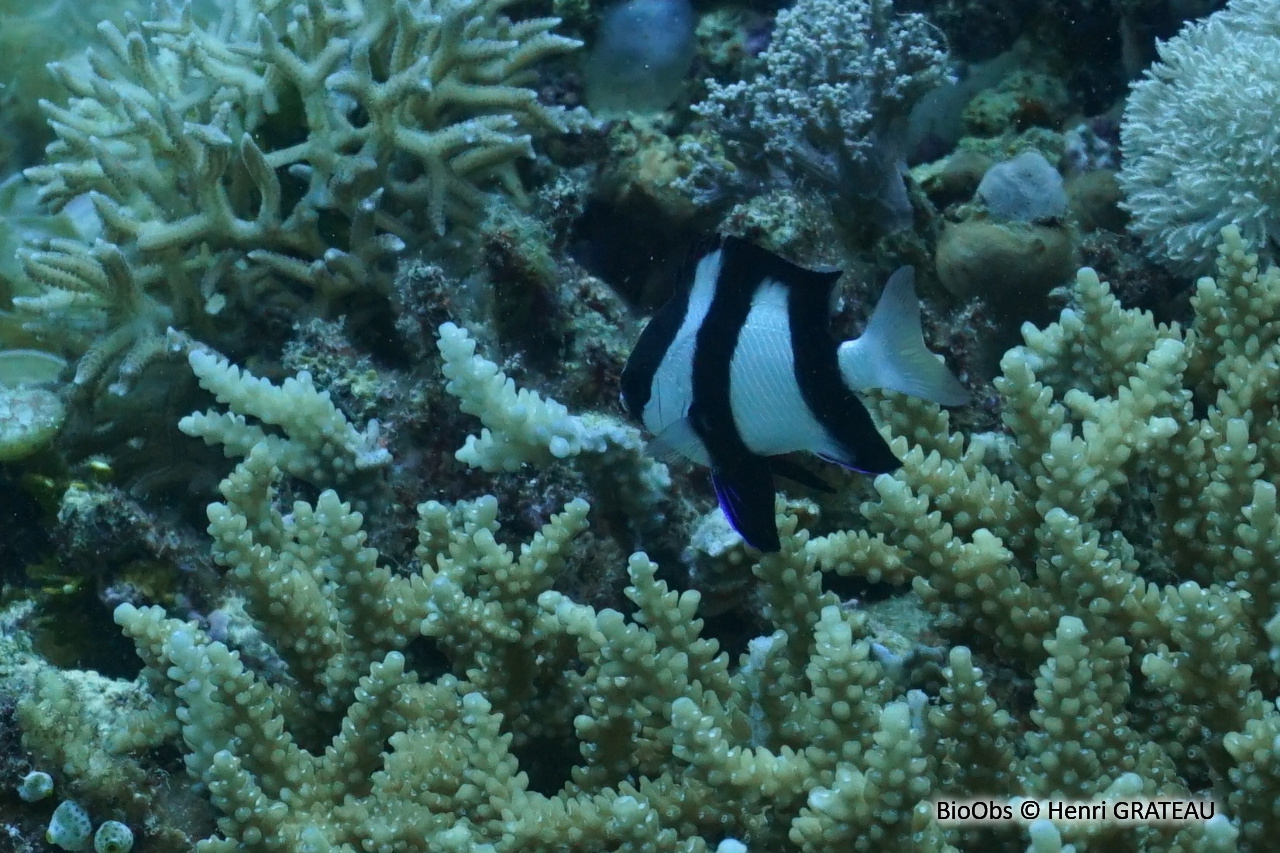 Demoiselle à trois bandes noires de l'Océan Indien - Dascyllus abudafur - Henri GRATEAU - BioObs