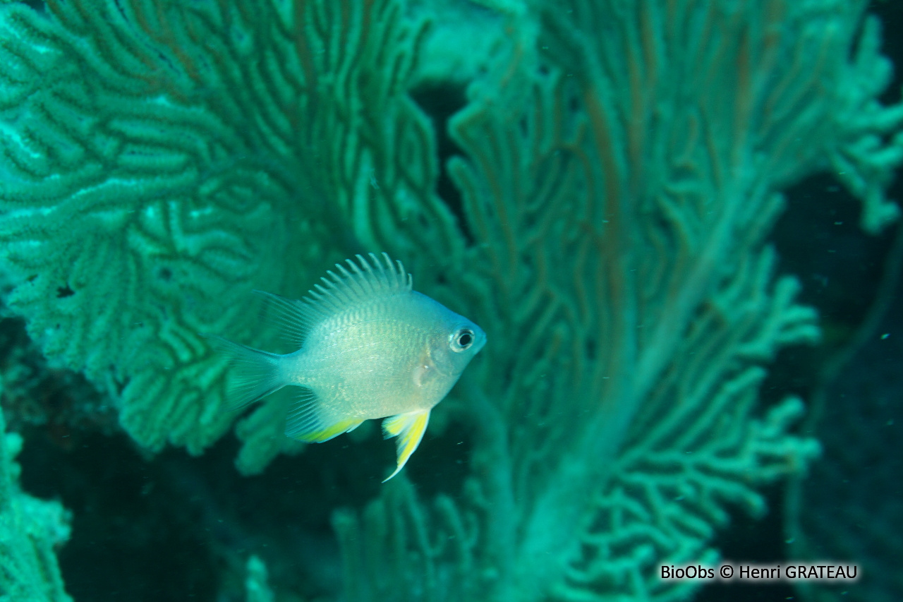 Demoiselle des Maldives - Amblyglyphidodon indicus - Henri GRATEAU - BioObs