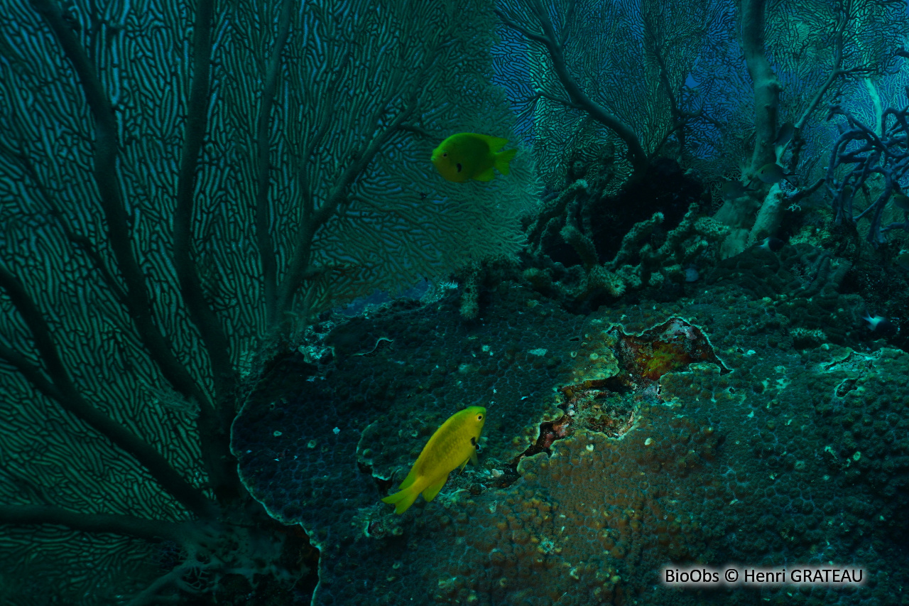 Demoiselle soufre - Pomacentrus sulfureus - Henri GRATEAU - BioObs
