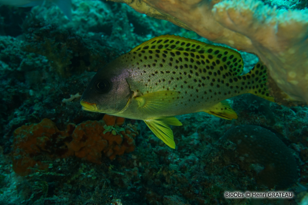 Diagramme moucheté - Plectorhinchus gaterinus - Henri GRATEAU - BioObs