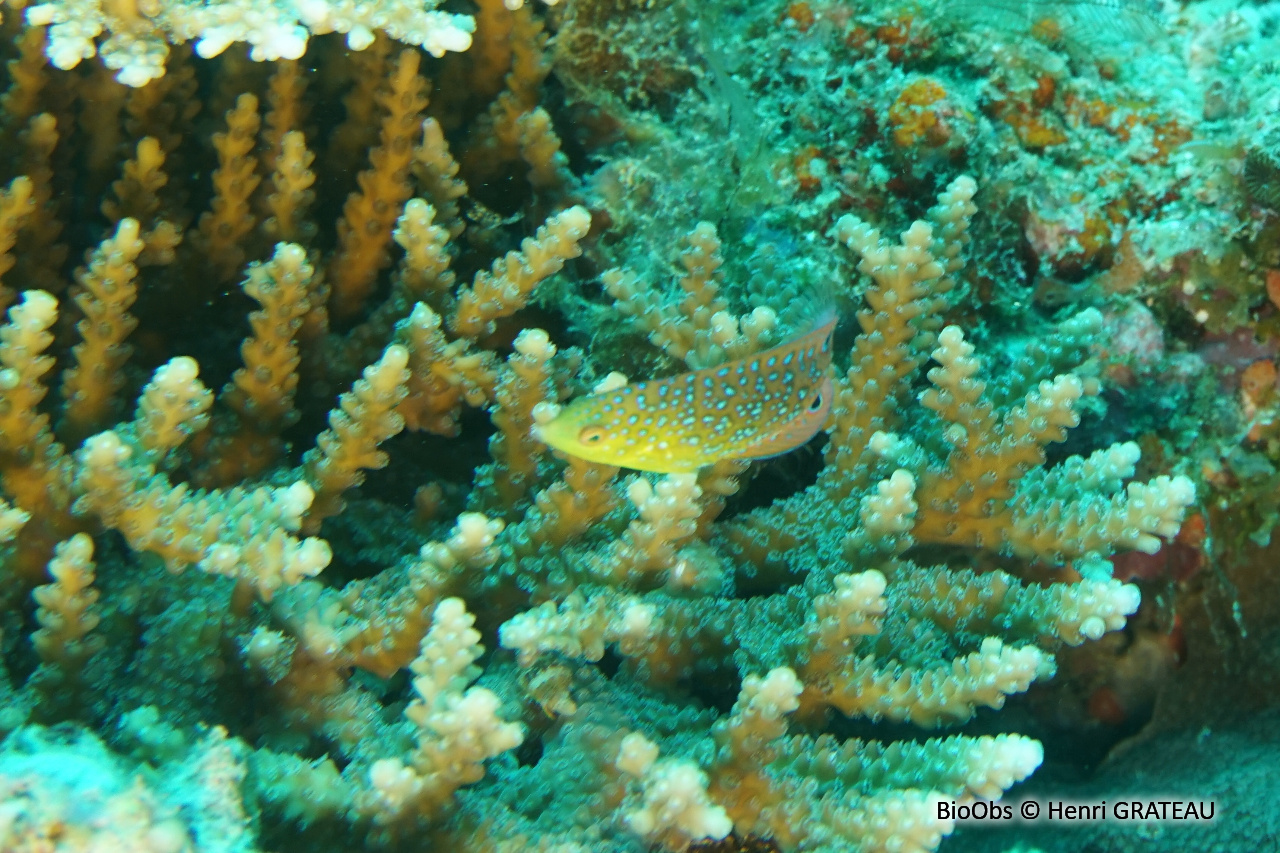 labre à poitrine jaune - Anampses twistii - Henri GRATEAU - BioObs