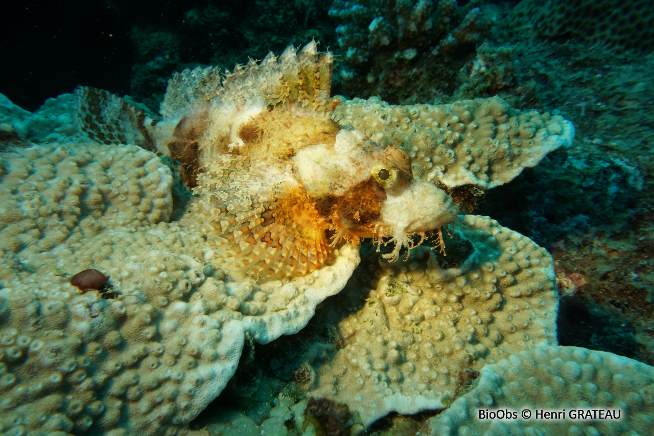 Poisson-scorpion à houppes - Scorpaenopsis oxycephala - Henri GRATEAU - BioObs