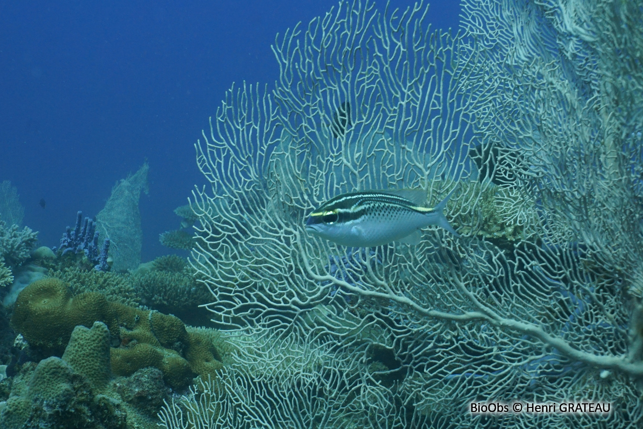 Brème de mer arabe - Scolopsis ghanam - Henri GRATEAU - BioObs