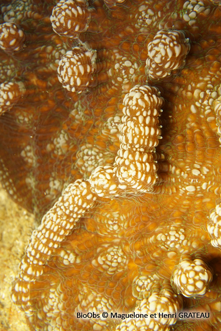 Corail-cactus à bosses - Mycetophyllia aliciae - Maguelone GRATEAU - BioObs