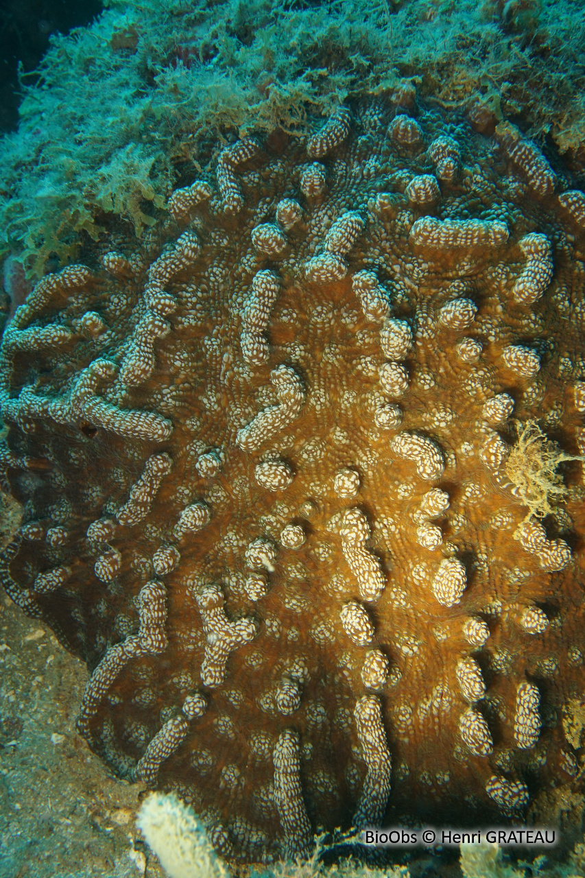 Corail-cactus à bosses - Mycetophyllia aliciae - Henri GRATEAU - BioObs