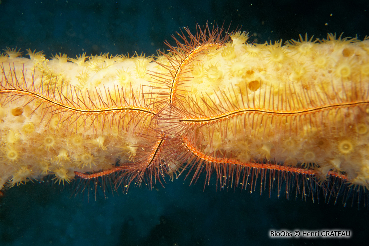 Ophiure des éponges - Ophiothrix (Acanthophiothrix) suensoni - Henri GRATEAU - BioObs