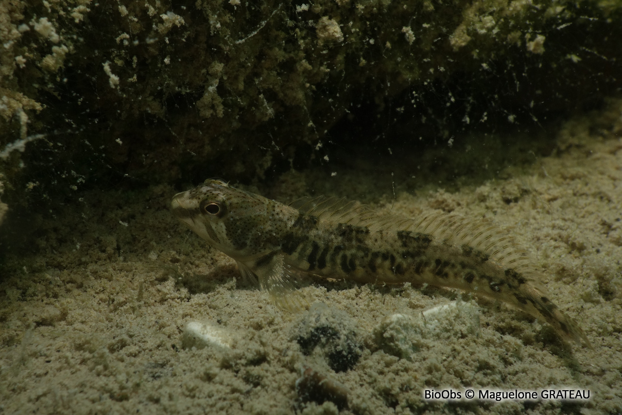 Blennie fluviatile - Salaria fluviatilis - Maguelone GRATEAU - BioObs