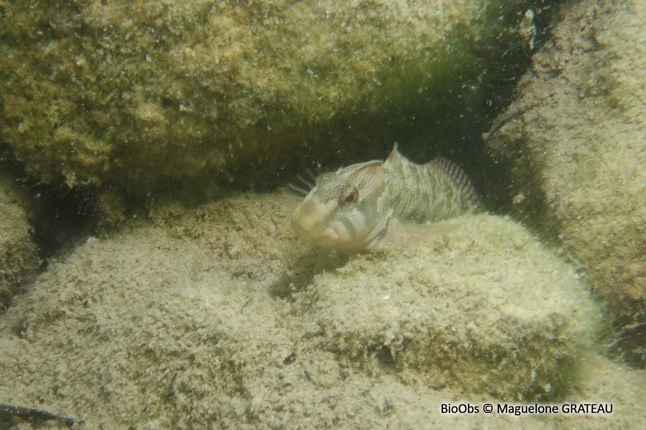 Blennie fluviatile - Salaria fluviatilis - Maguelone GRATEAU - BioObs