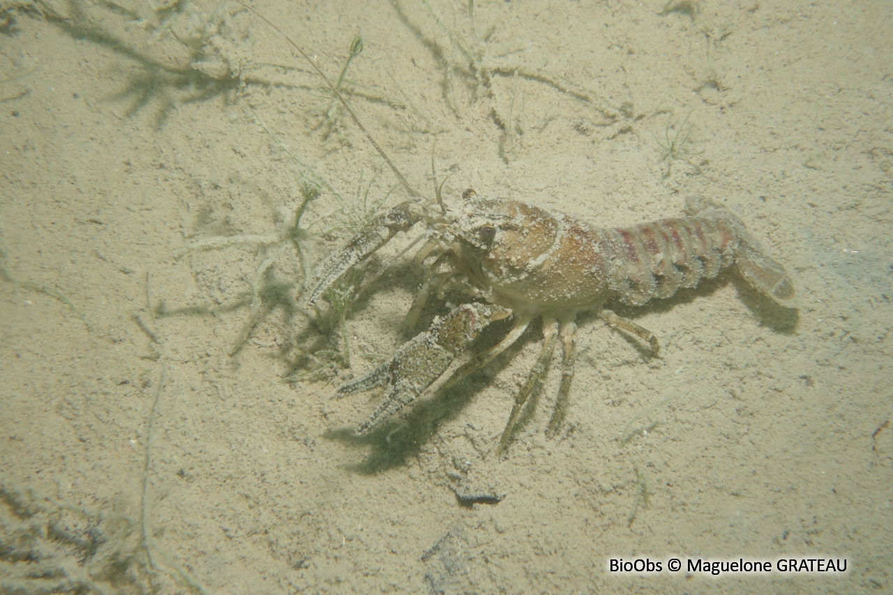 Ecrevisse américaine - Faxonius limosus - Maguelone GRATEAU - BioObs
